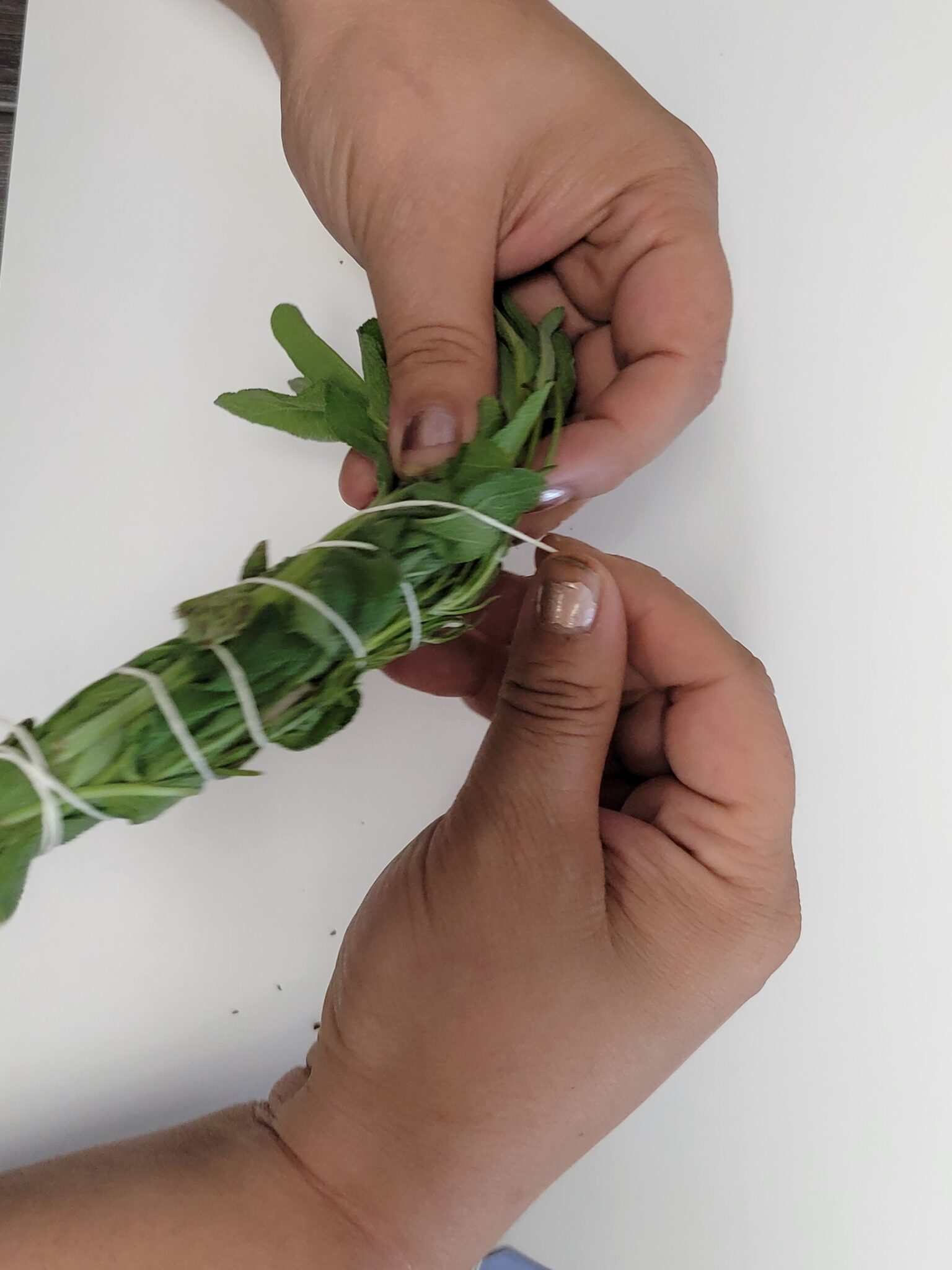 Harvesting And Drying Sage For Smudge Sticks Weedender