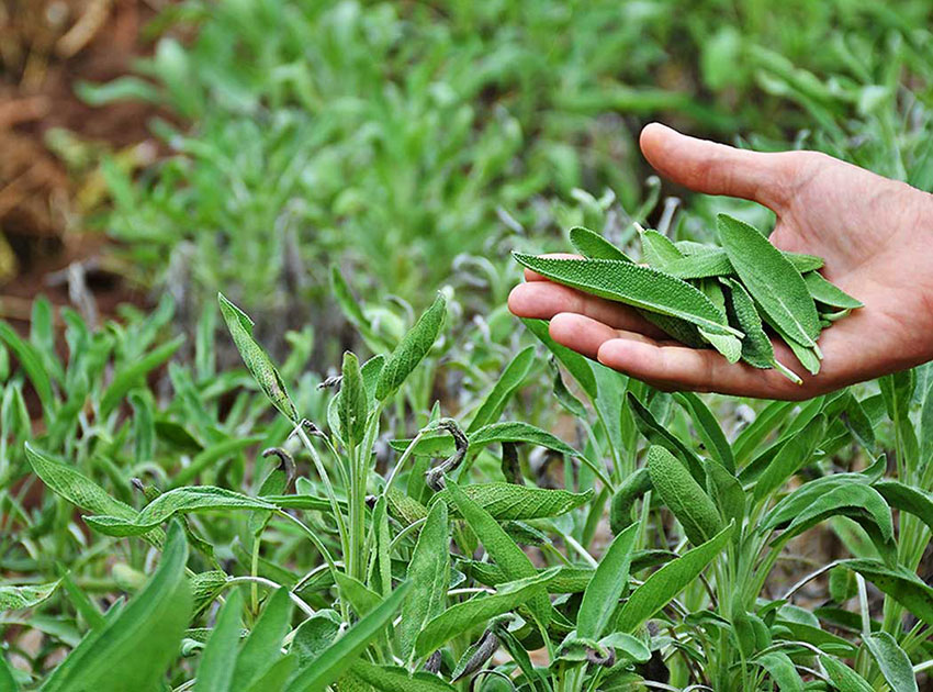 sage harvest tucson